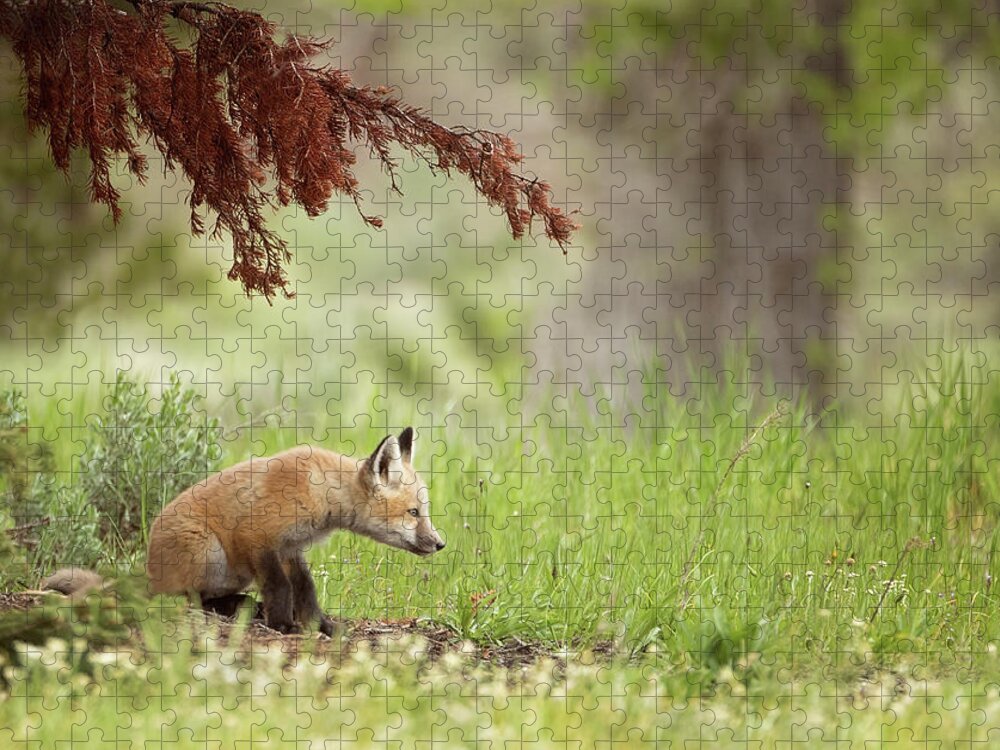 Red Fox Jigsaw Puzzle featuring the photograph Watching by Eilish Palmer