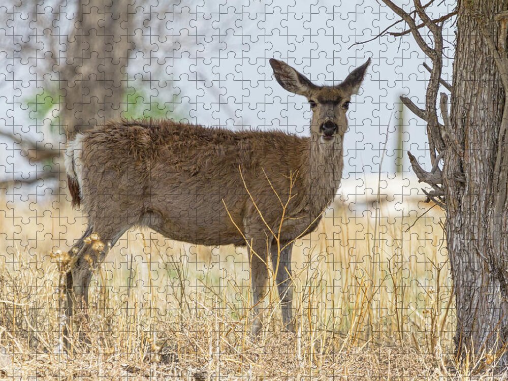 Mule Deer Jigsaw Puzzle featuring the photograph Watching From the Woods by James BO Insogna