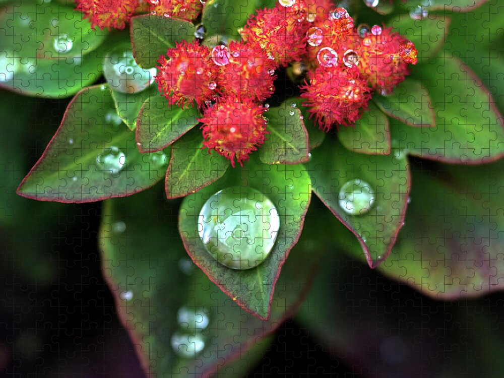 Rain Drop Jigsaw Puzzle featuring the photograph Water Drops on Christmas Flower by Crystal Wightman