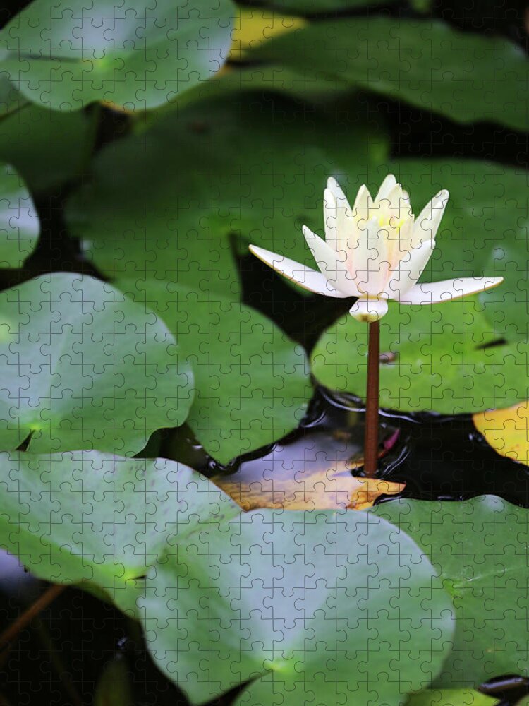 Pond Jigsaw Puzzle featuring the photograph Water Lilly 3 Dow Gardens 062618 by Mary Bedy
