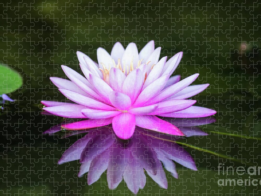Tropical Jigsaw Puzzle featuring the photograph Water Lily by Ed Taylor