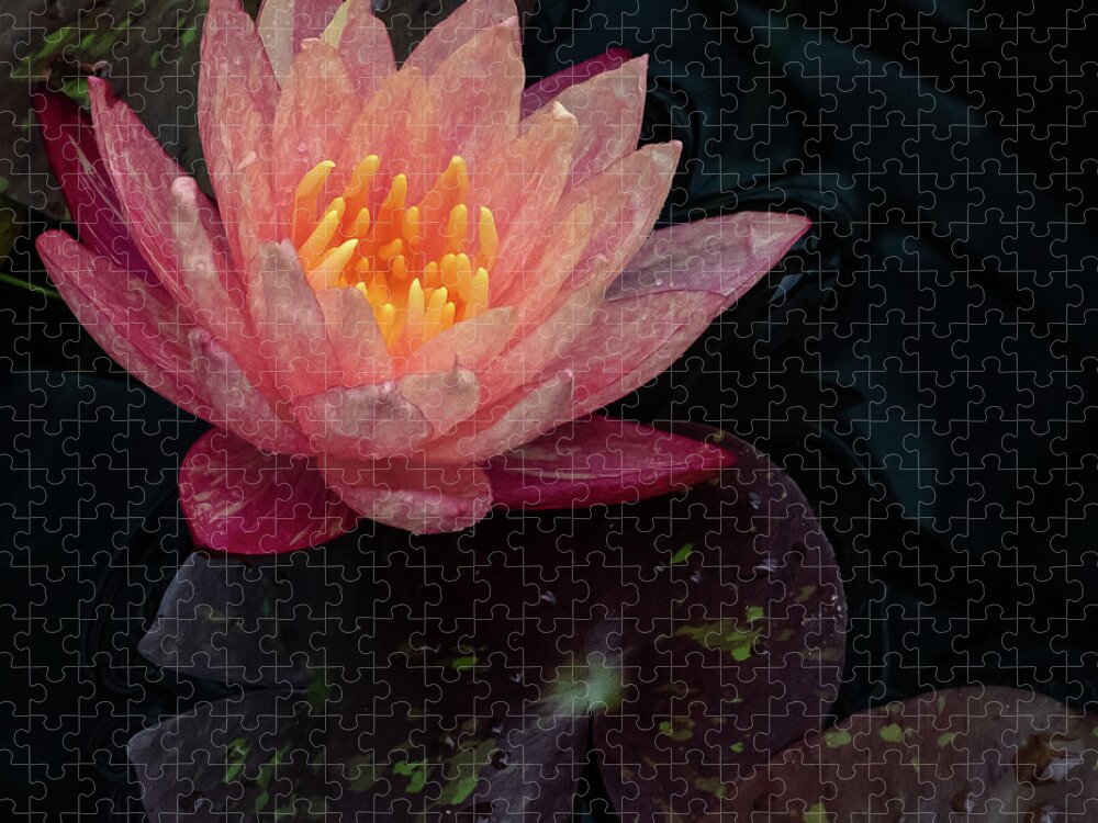 Lily Jigsaw Puzzle featuring the photograph Water Lily by John Roach