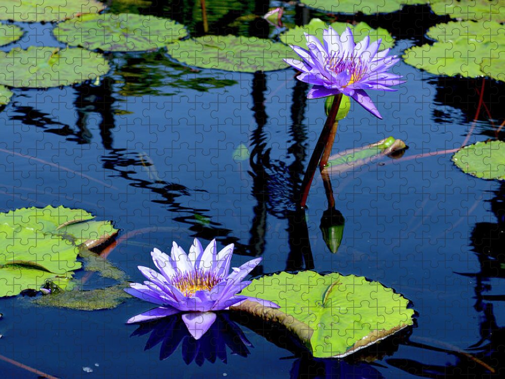 Water Lily Jigsaw Puzzle featuring the photograph Water Lily by Lisa Blake