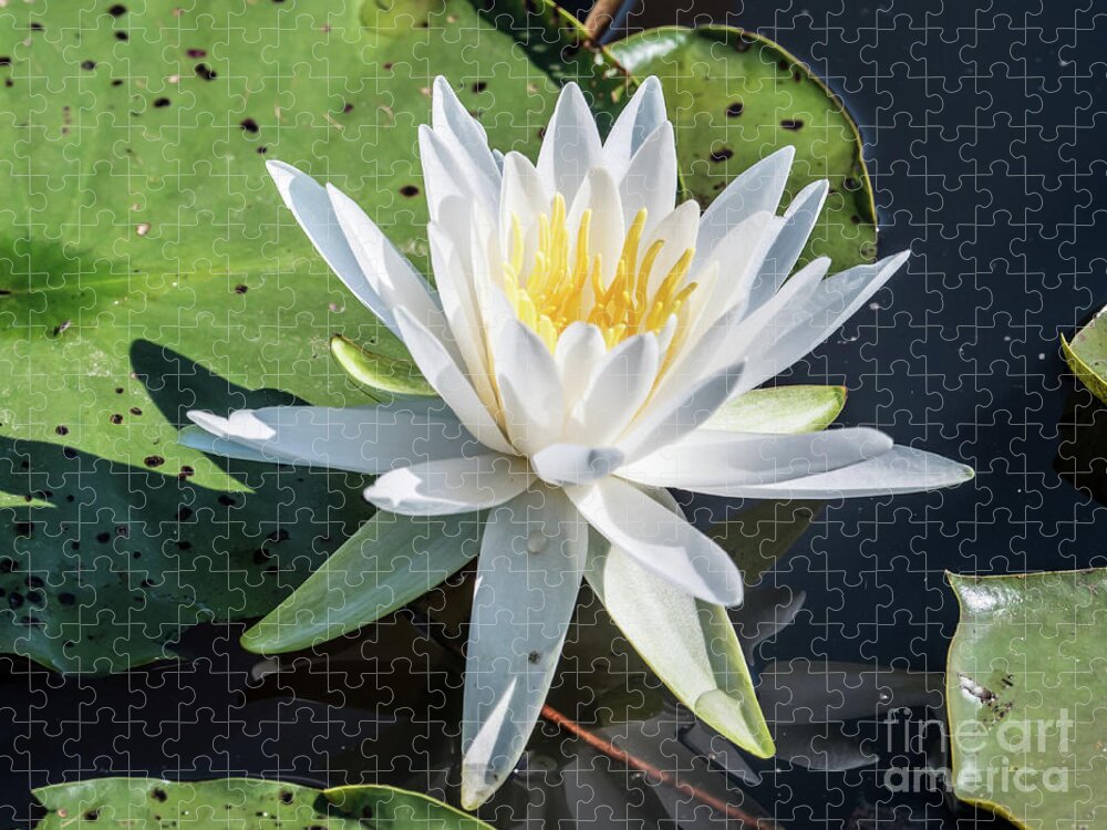 Water Lily Jigsaw Puzzle featuring the photograph Water Lily by Scott and Dixie Wiley