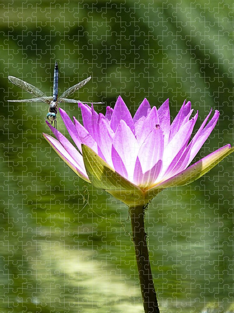 Water Lily Jigsaw Puzzle featuring the photograph Water Lily with Dragon Fly by Bill Barber