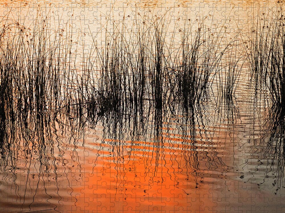 Sunset Jigsaw Puzzle featuring the photograph Water reeds at sunset by Catherine Reading
