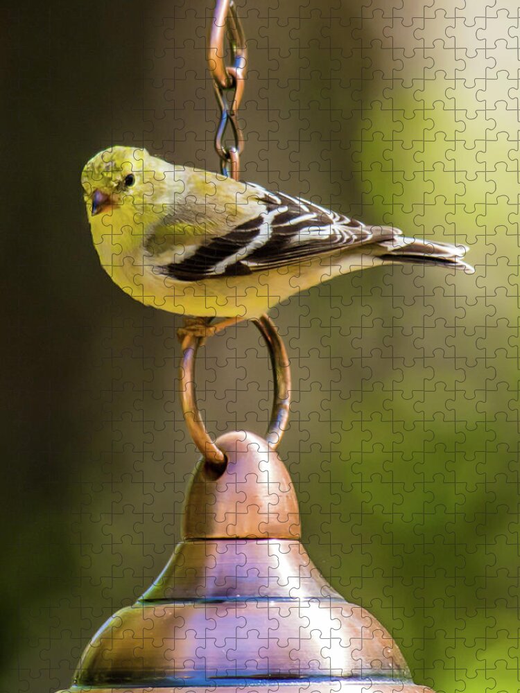American Goldfinch Jigsaw Puzzle featuring the photograph We need more food Mr. Jackson by Robert L Jackson