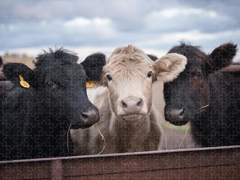 Cows Jigsaw Puzzle featuring the photograph We Three Cows by Holden The Moment