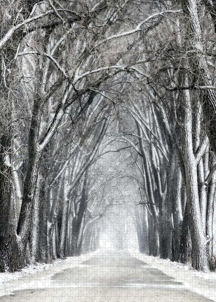 Weary Road Haunted Tree Tunnel Snow Blizzard Tunnel Vertical B&w Landscape Evansville Wi Wisconsin Path Lane Jigsaw Puzzle featuring the photograph Weary of Winter #1 by Peter Herman