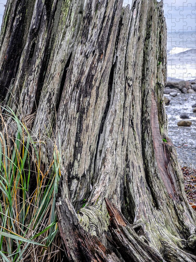 Beach Jigsaw Puzzle featuring the photograph Weathered Stump III by Roxy Hurtubise