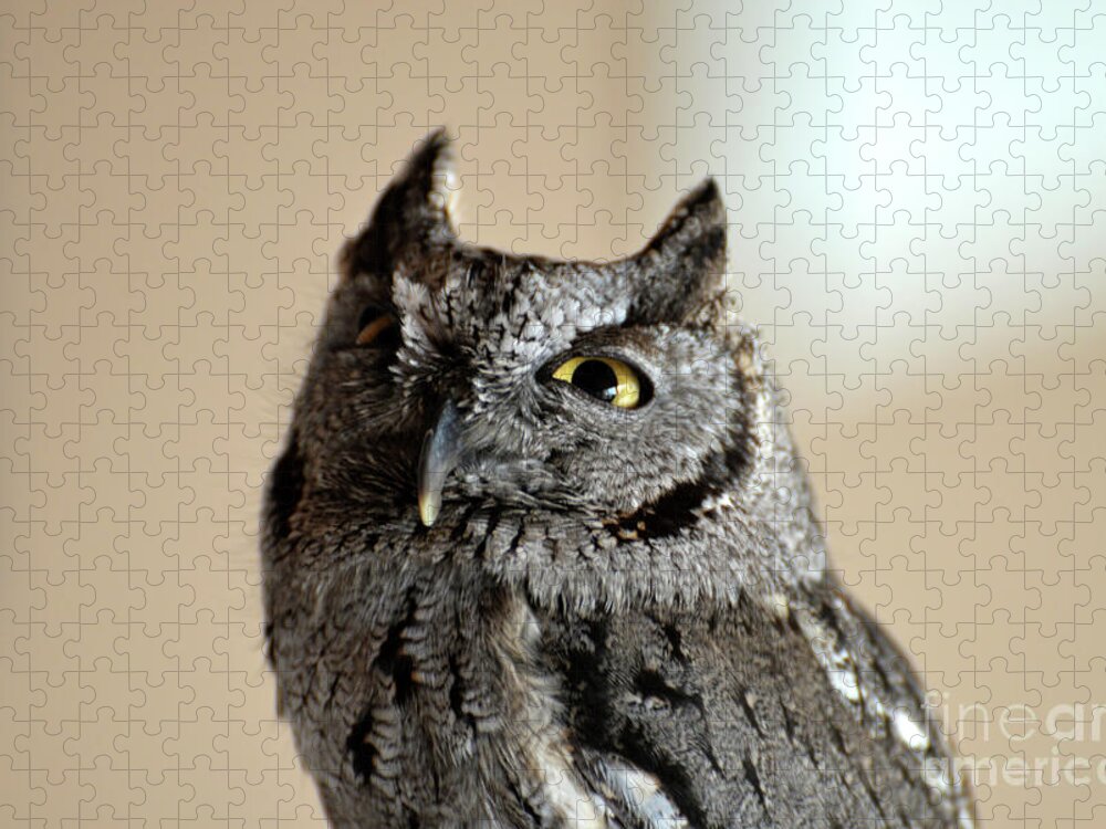 Denise Bruchman Jigsaw Puzzle featuring the photograph Wee Western Screech Owl by Denise Bruchman