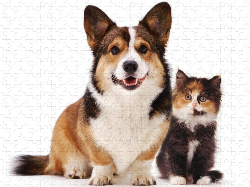 White Background Jigsaw Puzzle featuring the photograph Welsh Corgi And Kitten by Jane Burton