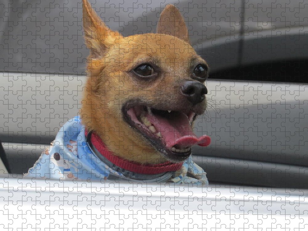 Chihuahua Jigsaw Puzzle featuring the photograph What a car alarm by Aaron Martens