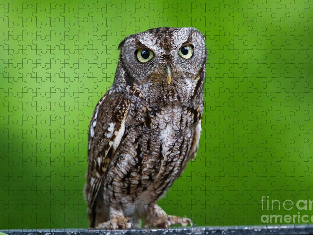 What A Hoot Jigsaw Puzzle featuring the photograph What a Hoot by Gary Holmes