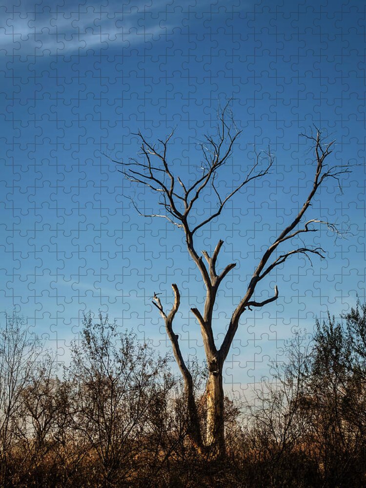 Tree Jigsaw Puzzle featuring the photograph What Once Was by Mary Lee Dereske