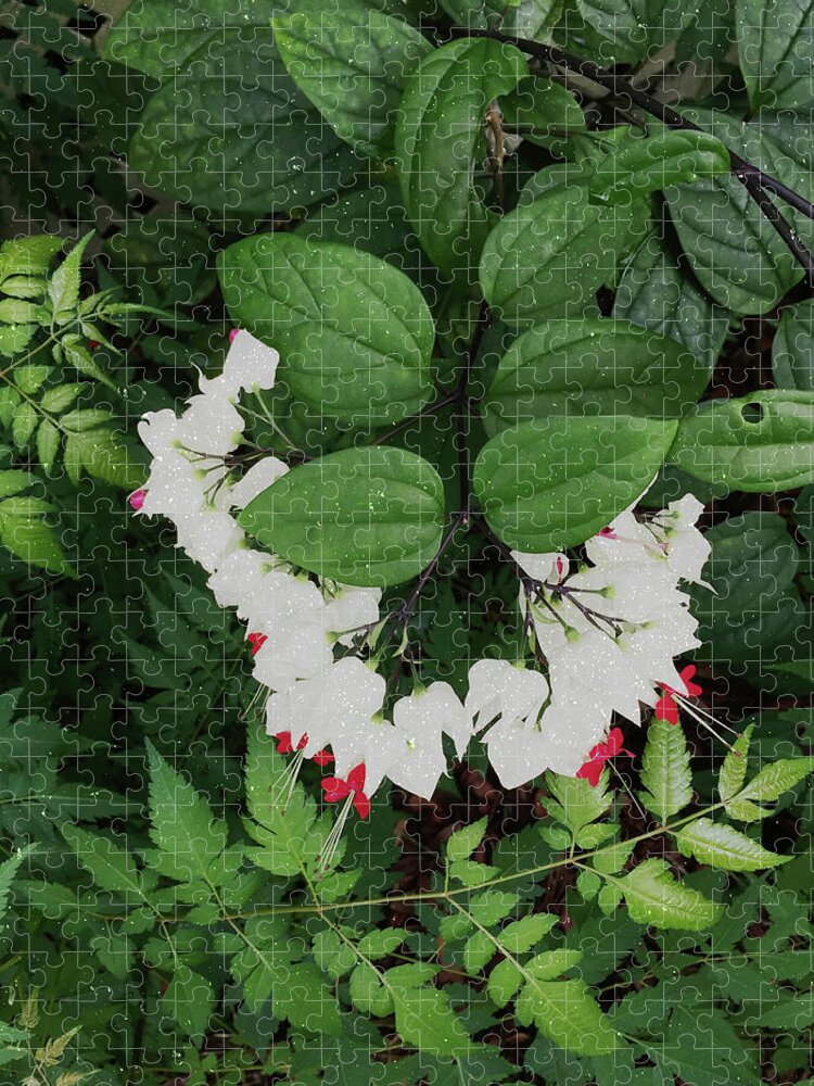Bleeding Heart Jigsaw Puzzle featuring the photograph White Bleeding Hearts Vertical Glitter by Aimee L Maher ALM GALLERY