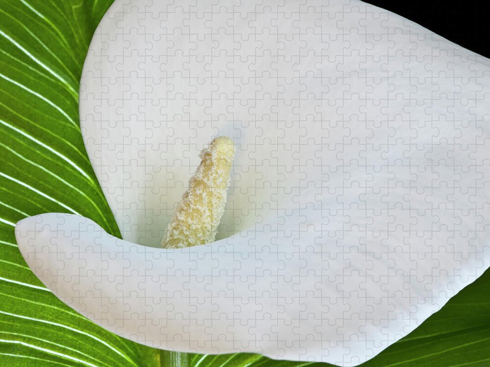Calla Jigsaw Puzzle featuring the photograph White Calla by Heiko Koehrer-Wagner