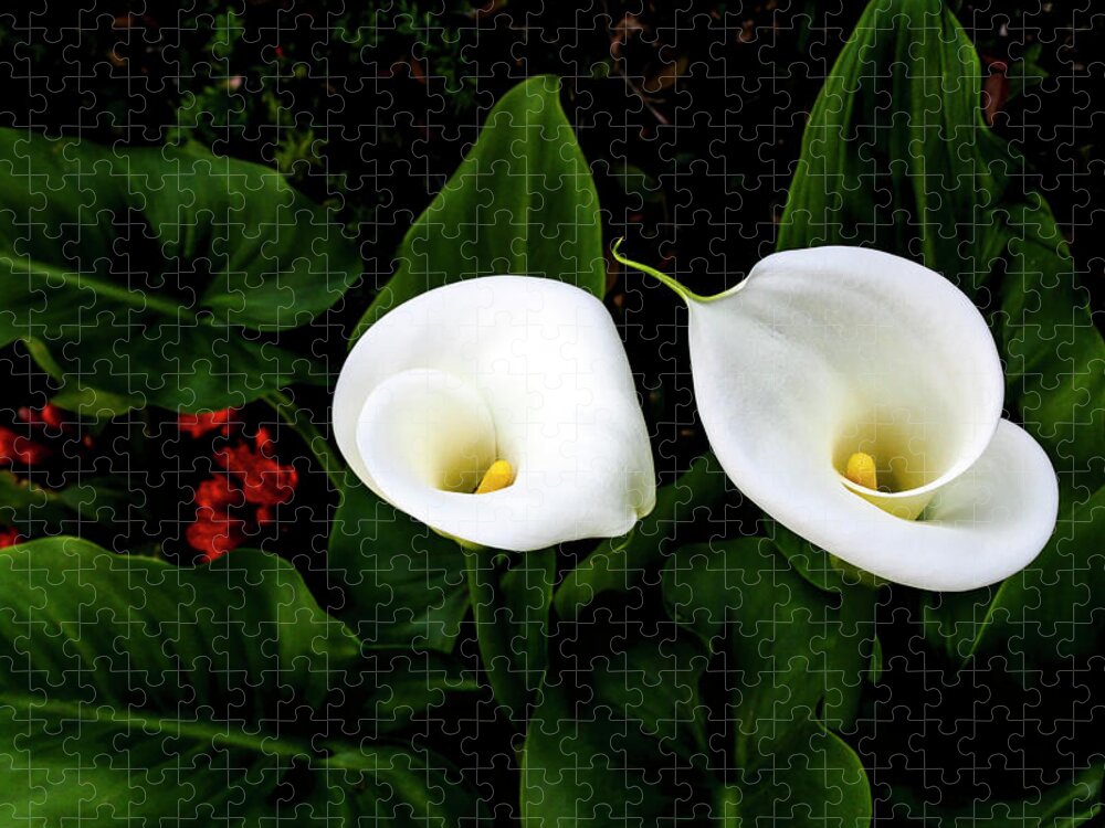 Floral Jigsaw Puzzle featuring the photograph White Calla Lily by Gene Parks