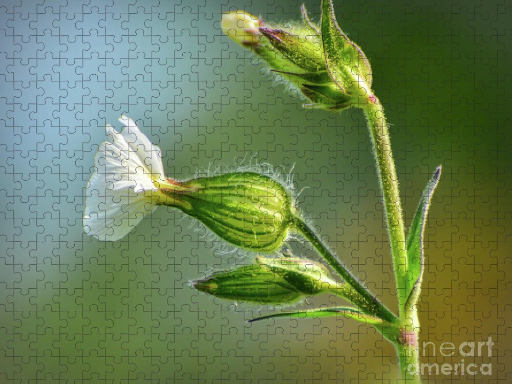 White Campion Jigsaw Puzzle featuring the photograph White Campion Wildflower - Side View by Kerri Farley