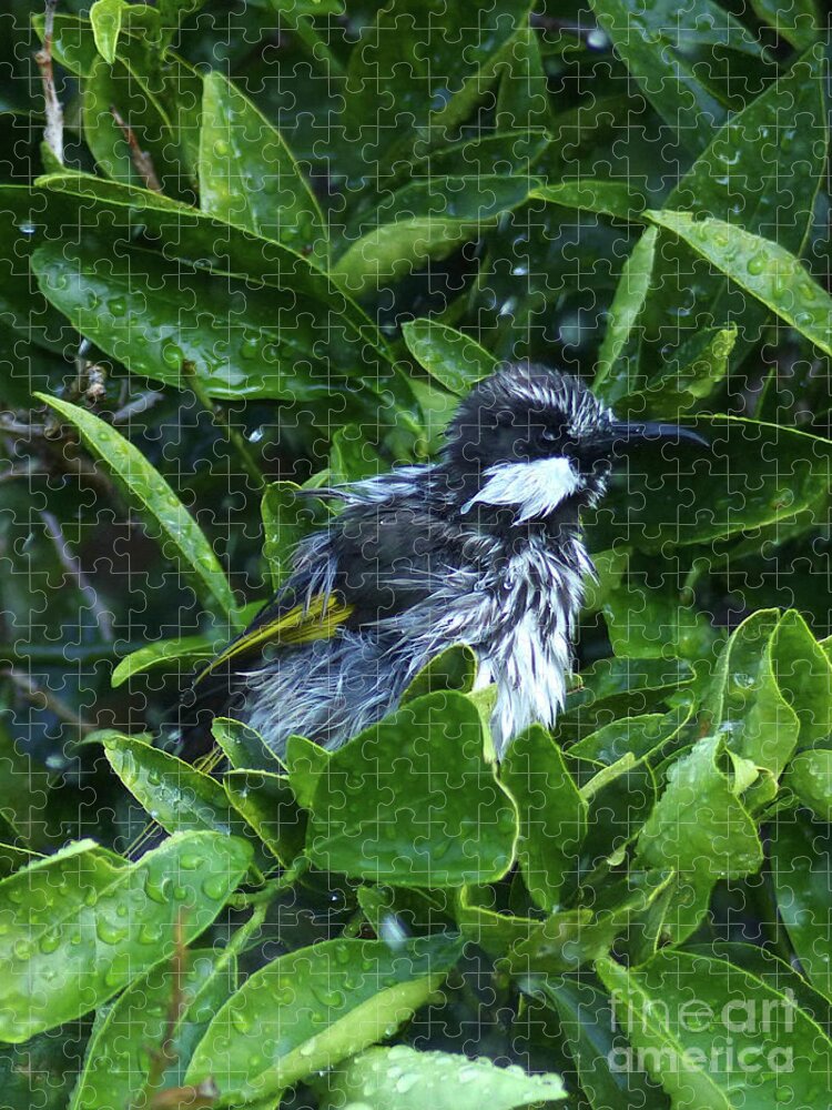 Western Australia Jigsaw Puzzle featuring the photograph White Cheeked Honeyeater taking a shower by Phil Banks