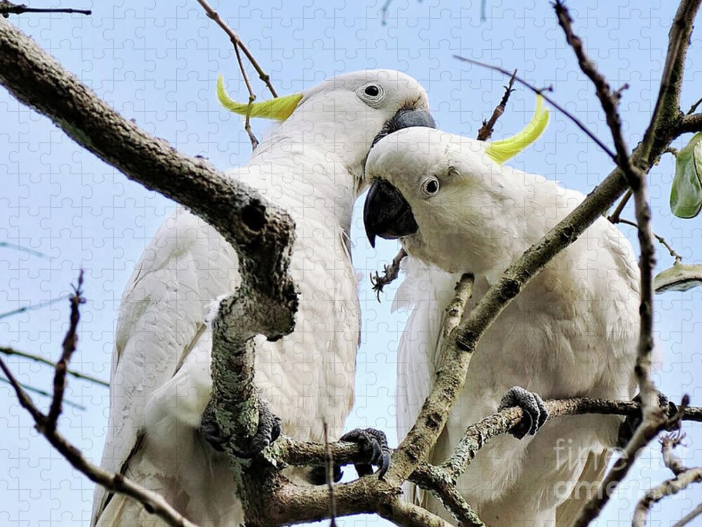 White Cockatoos Jigsaw Puzzle featuring the photograph White Cockatoos by Kaye Menner