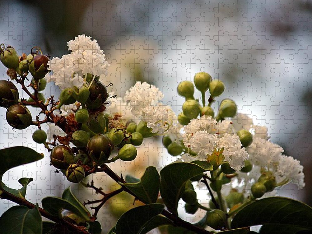 Lagerstroemia Jigsaw Puzzle featuring the photograph White Crape Myrtle- Fine Art by KayeCee Spain
