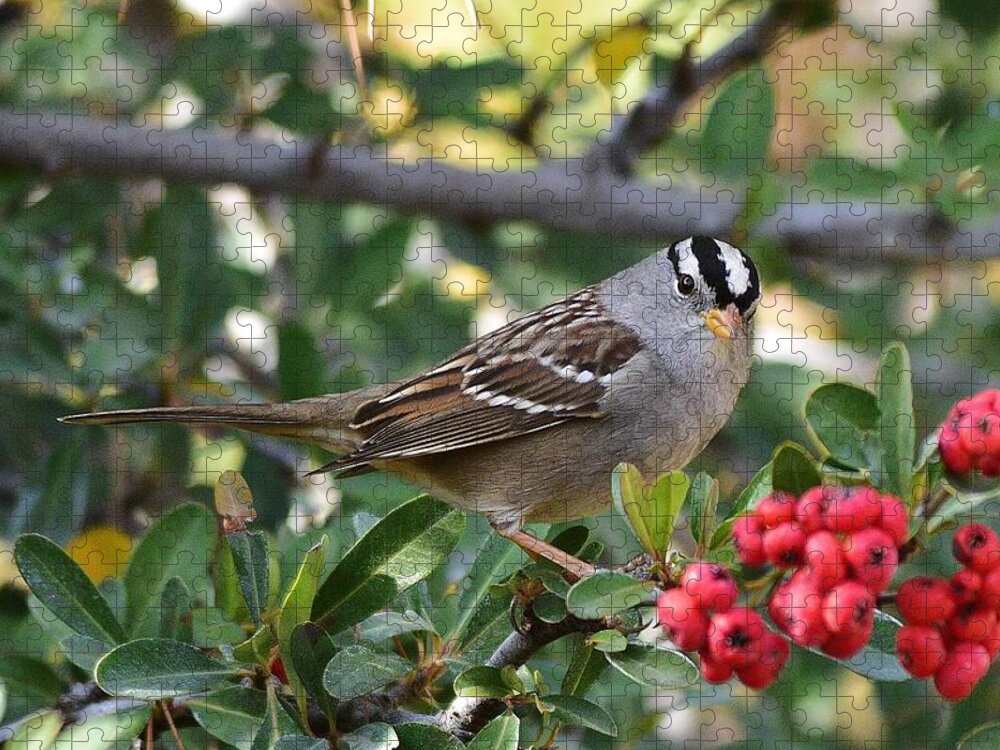 Linda Brody Jigsaw Puzzle featuring the photograph White Crowned Sparrow 1 by Linda Brody