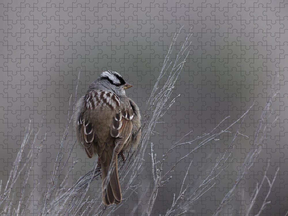 White-crowned Jigsaw Puzzle featuring the photograph White-Crowned Sparrow by David Watkins