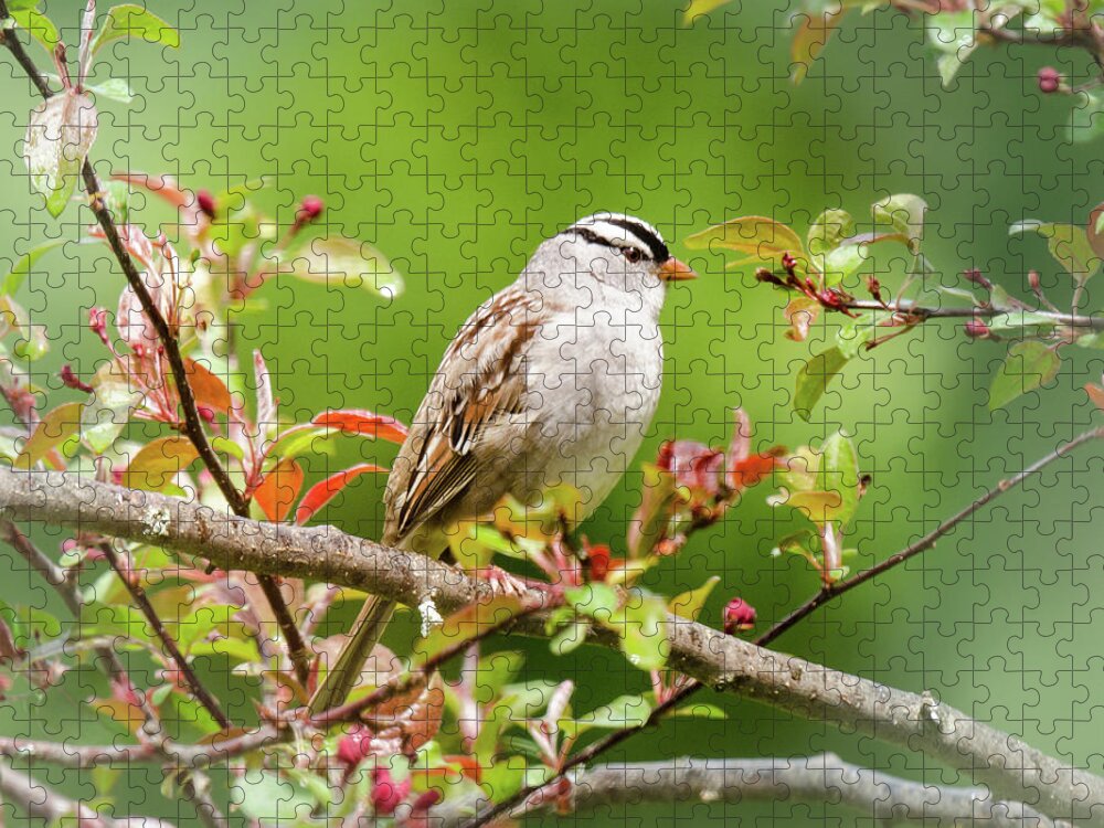 White-crowned Sparrow Jigsaw Puzzle featuring the photograph White-crowned Sparrow by Kristin Hatt