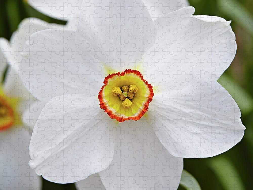 Garden Jigsaw Puzzle featuring the photograph White daffodil by Garden Gate magazine