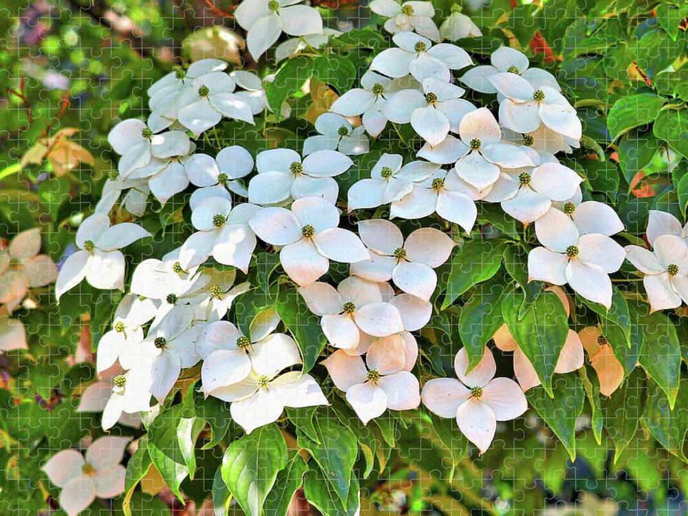 White Dogwood Jigsaw Puzzle featuring the photograph White Dogwood Tree Bouquet by Carol Groenen