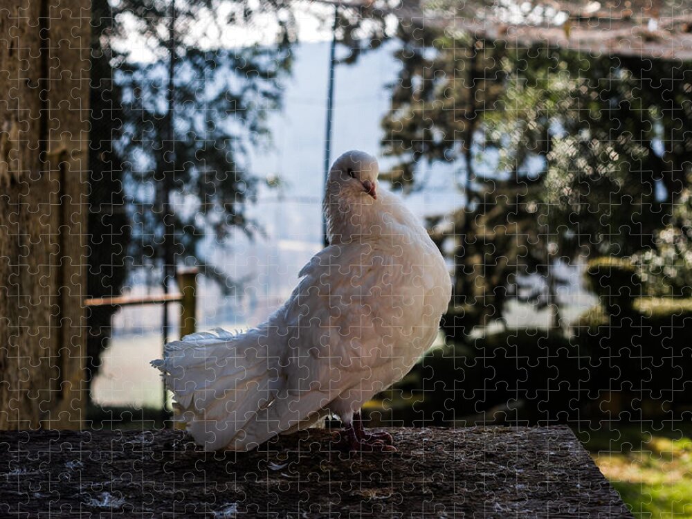 Dove Jigsaw Puzzle featuring the photograph White Dove by Georgia Clare