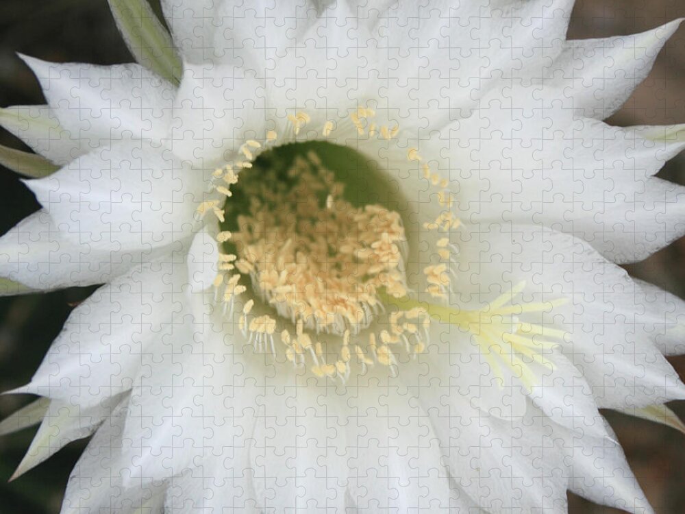 Cactus Jigsaw Puzzle featuring the photograph White Easter Lily Cactus by Marna Edwards Flavell