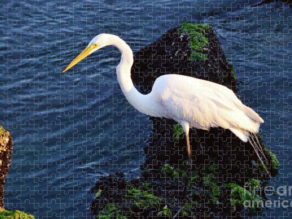 America Jigsaw Puzzle featuring the photograph White Egret At Sunrise - Barnegat Bay NJ by Robyn King
