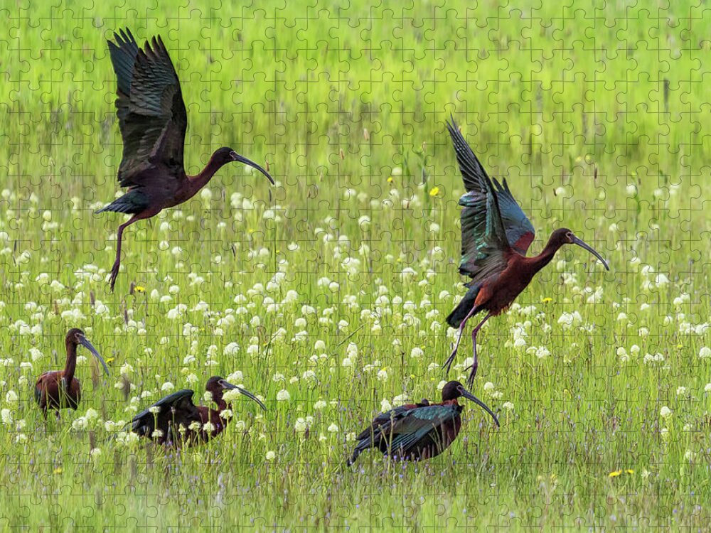 White-faced Ibis Jigsaw Puzzle featuring the photograph White-Faced Ibis Rising, No. 1 by Belinda Greb