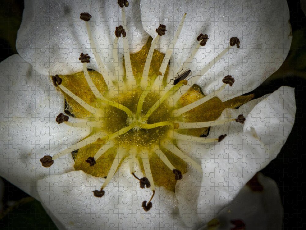 Jean Noren Jigsaw Puzzle featuring the photograph White Flower Closeup with Bug by Jean Noren