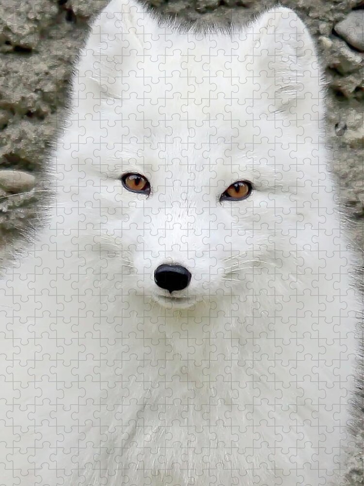 White Fox Jigsaw Puzzle featuring the photograph White Fox by Athena Mckinzie