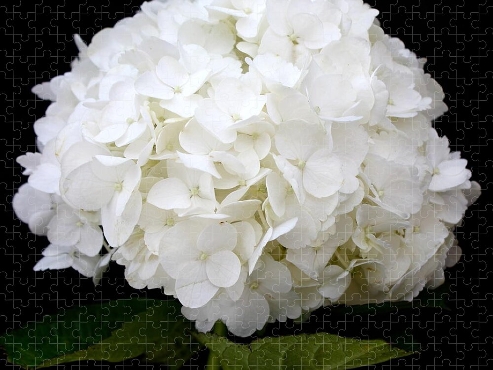 White Jigsaw Puzzle featuring the photograph White Hydrangea by Kume Bryant