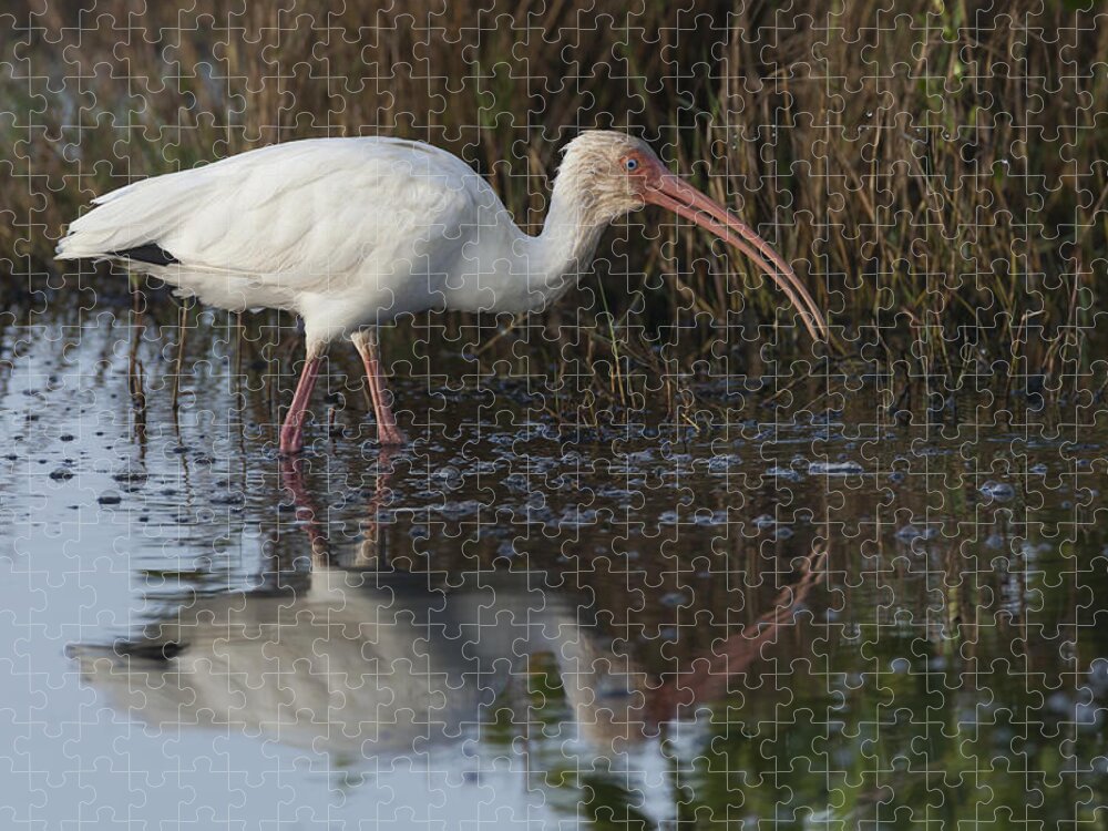 American Jigsaw Puzzle featuring the photograph White Ibis feeding by David Watkins