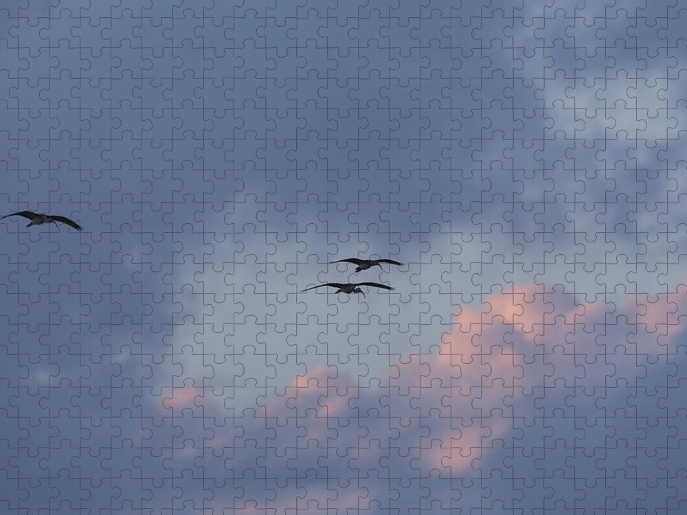 American Jigsaw Puzzle featuring the photograph White Ibis in flight at sunset by David Watkins