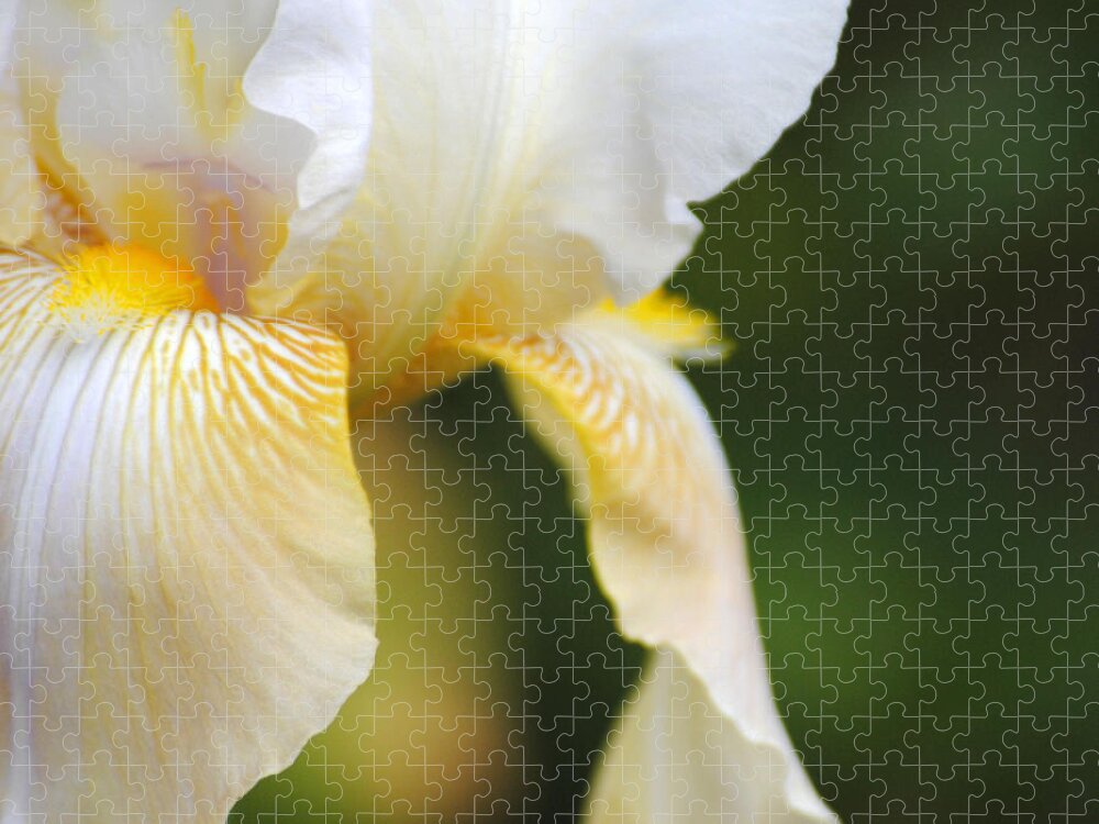 Iris Jigsaw Puzzle featuring the photograph White Iris I by Jai Johnson