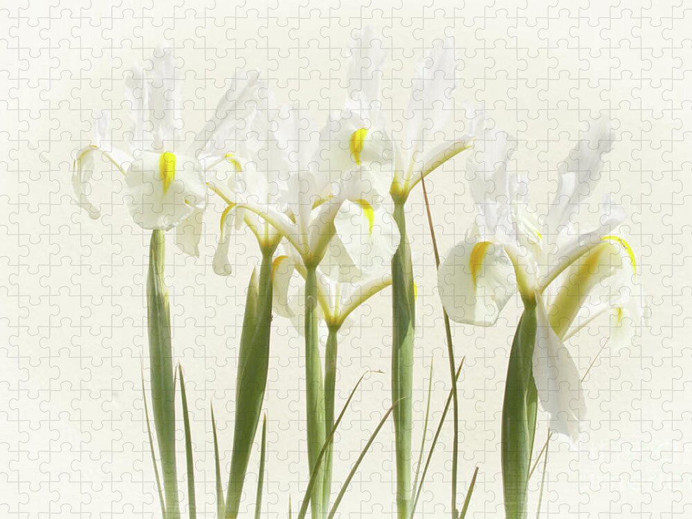 Flower Jigsaw Puzzle featuring the photograph White Iris by Terri Waters