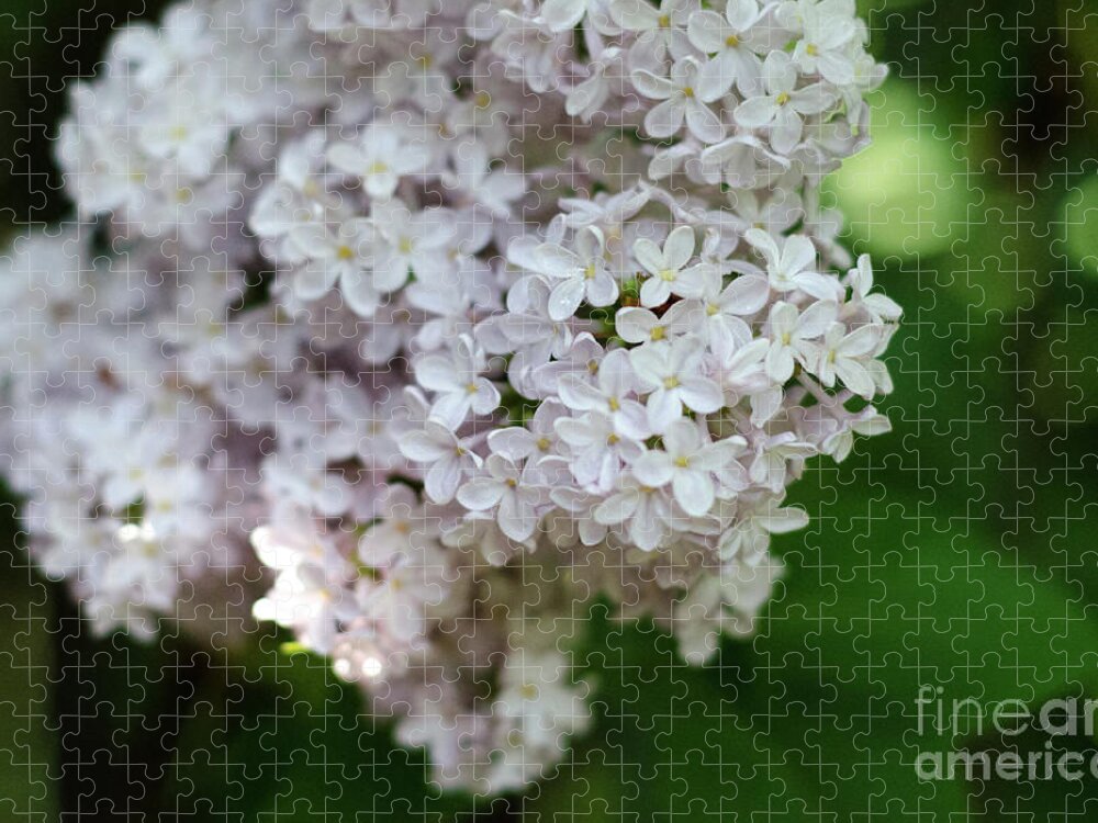 Lilac Jigsaw Puzzle featuring the photograph White Lilacs by Laurel Best