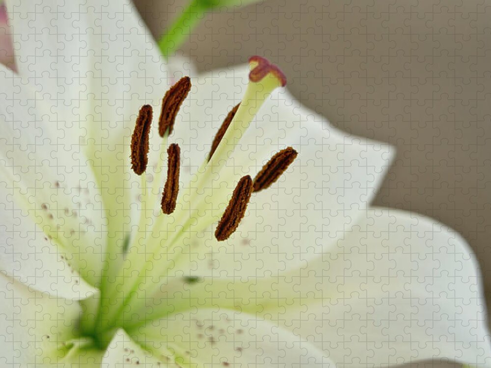 Trinity Jigsaw Puzzle featuring the photograph White Lily 4 by Elena Perelman