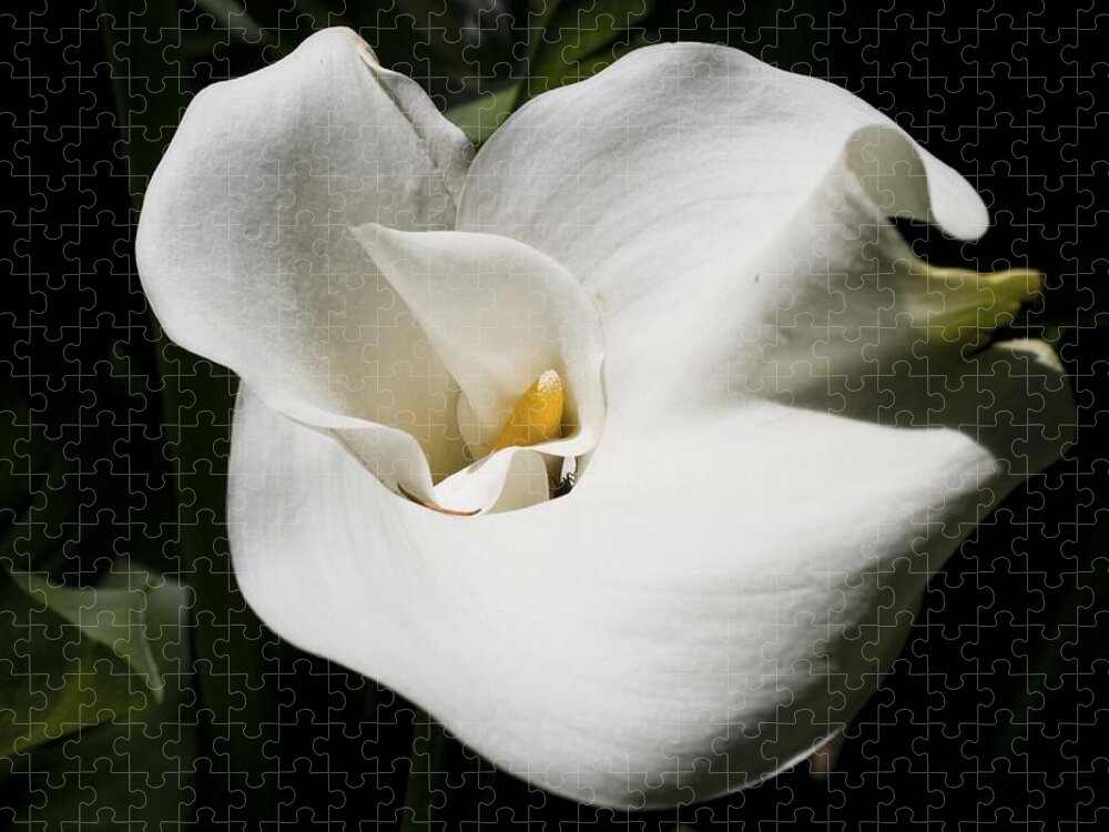 Granger Photography Jigsaw Puzzle featuring the photograph White Lily by Brad Granger