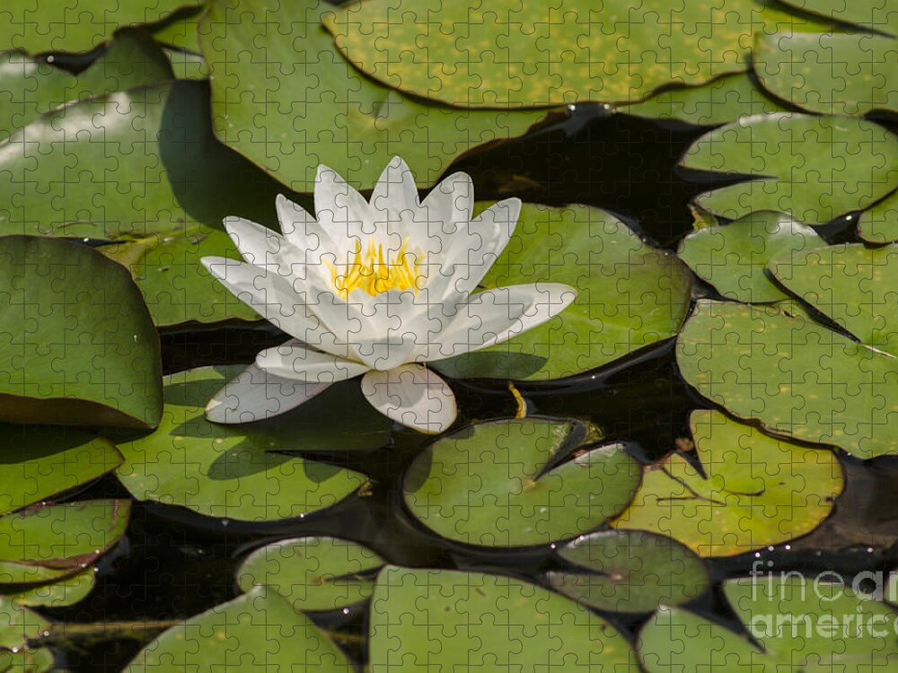 Lilypads Jigsaw Puzzle featuring the photograph White Lotus Flower by JT Lewis