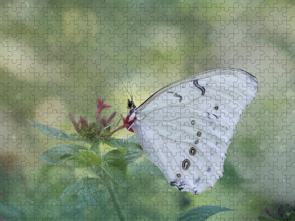 Butterfly Jigsaw Puzzle featuring the photograph White Morpho Butterfly by Kim Hojnacki