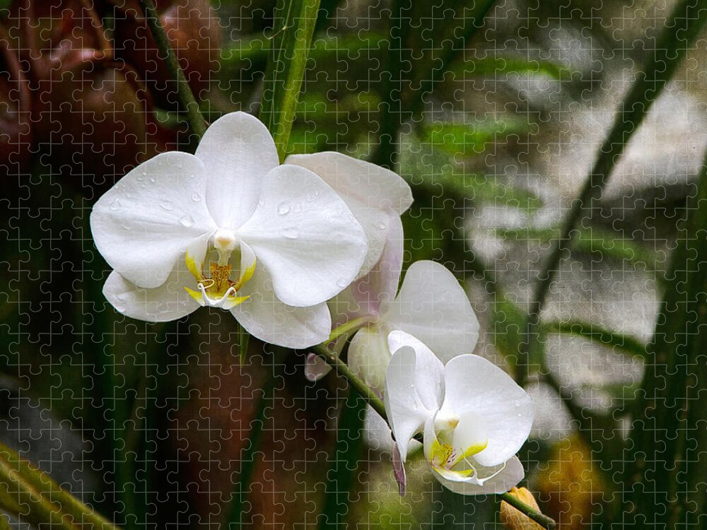 Bonnie Follett Jigsaw Puzzle featuring the photograph White Orchids by Bonnie Follett