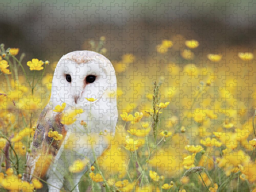 White Jigsaw Puzzle featuring the photograph White Owl by Happy Home Artistry