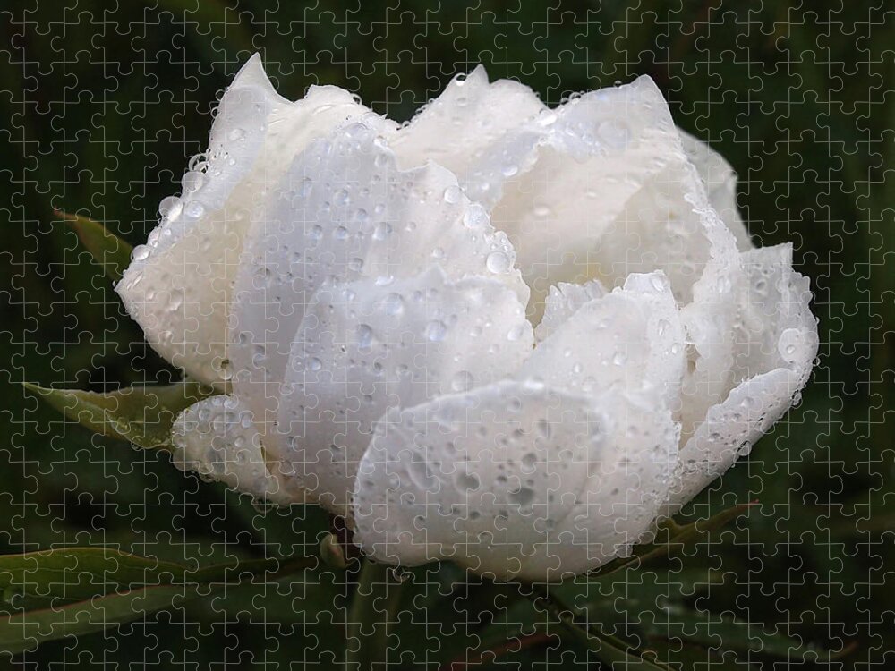 White Tree Peony Jigsaw Puzzle featuring the photograph White Peony Covered in Raindrops by Gill Billington